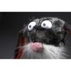 sigikid Beasts Black rabbit (29 cm)